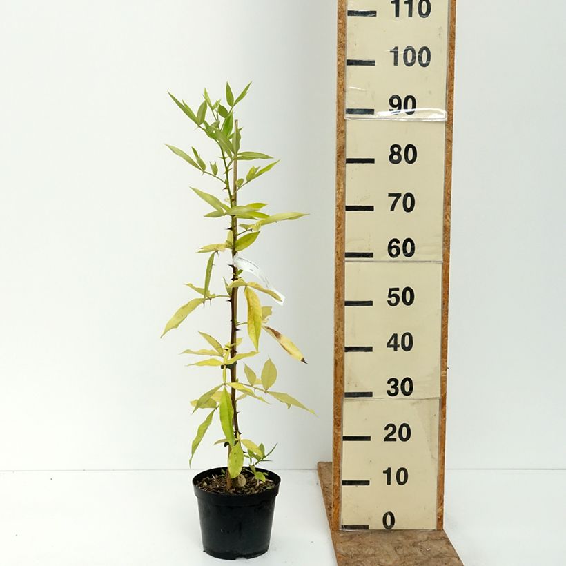 Amostra de Zanthoxylum armatum Vaso de 3 L/4 L tal como entregue no verão