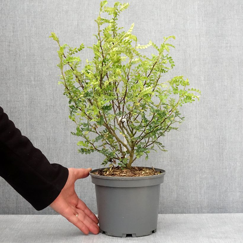 Amostra de Zanthoxylum beecheyanum - Poivrier de Chine nain Vaso de 3 L/4 L tal como entregue no inverno