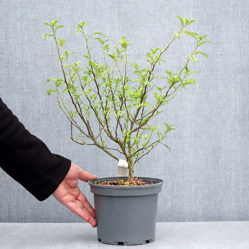 Amostra de Zanthoxylum beecheyanum Vaso de 3 L/4 L tal como entregue na primavera