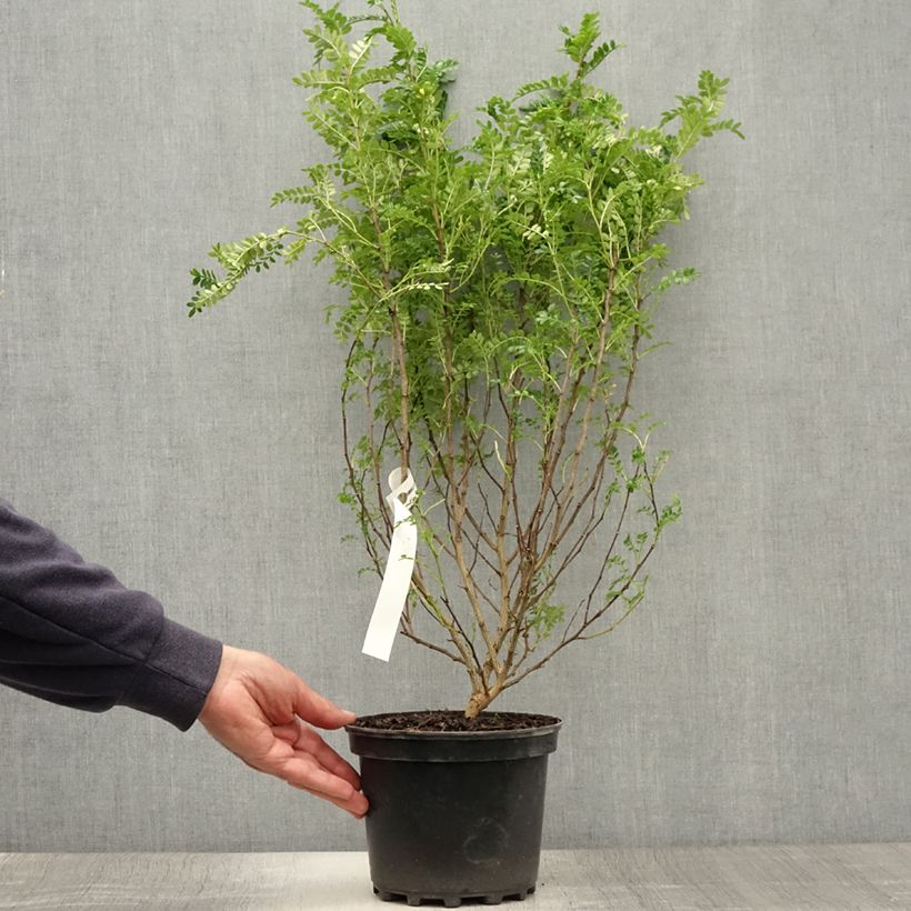 Amostra de Zanthoxylum beecheyanum Vaso de 3 L/4 L tal como entregue no verão