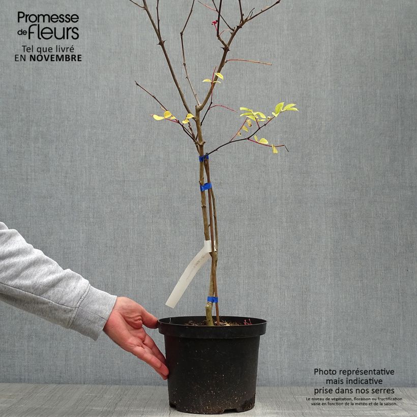 Amostra de Zanthoxylum coreanum Vaso de 4 L/5 L tal como entregue no outono