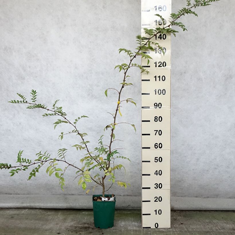 Amostra de Zanthoxylum coreanum Vaso de 4 L/5 L tal como entregue no verão