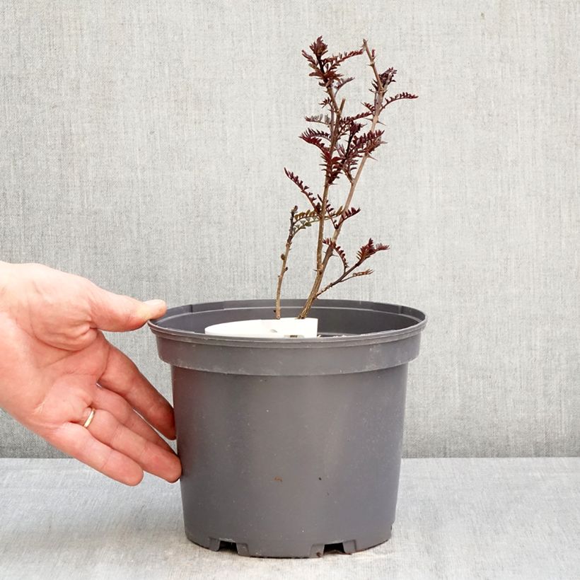 Amostra de Zanthoxylum piperitum Black Magic Vaso de 2 L/3 L tal como entregue na primavera