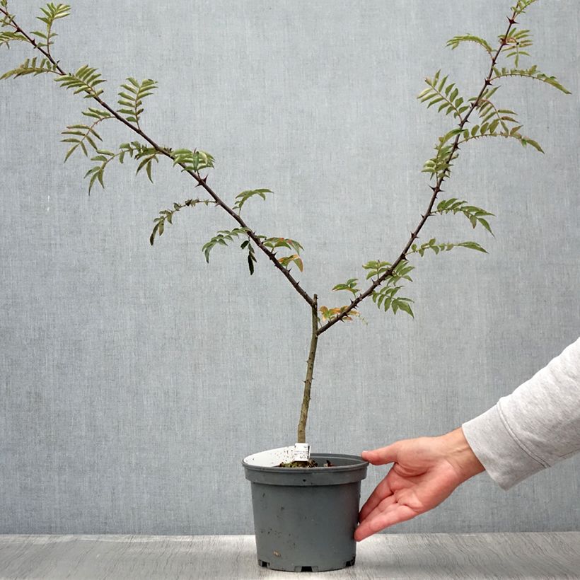 Amostra de Zanthoxylum schinifolium Vaso de 3 L/4 L tal como entregue no verão