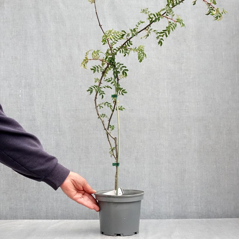 Amostra de Zanthoxylum schinifolium Vaso de 3 L/4 L tal como entregue na primavera