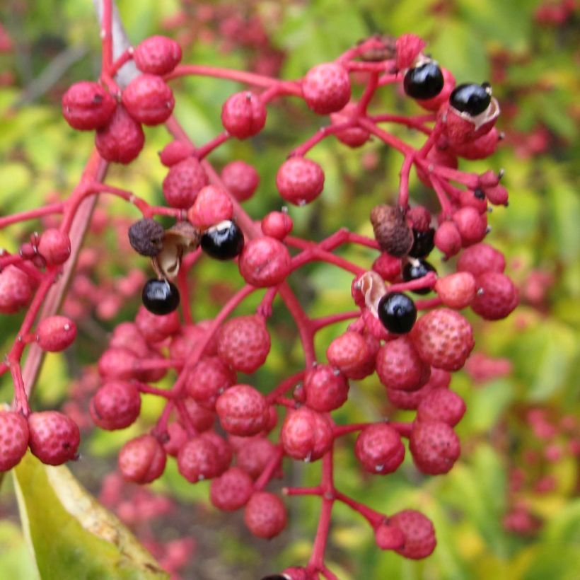 Zanthoxylum simulans (Colheita)