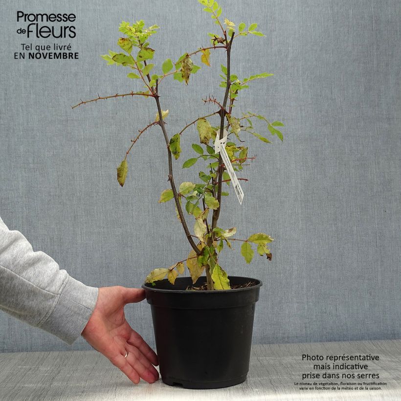 Amostra de Zanthoxylum simulans Vaso de 2 L/3 L tal como entregue no outono