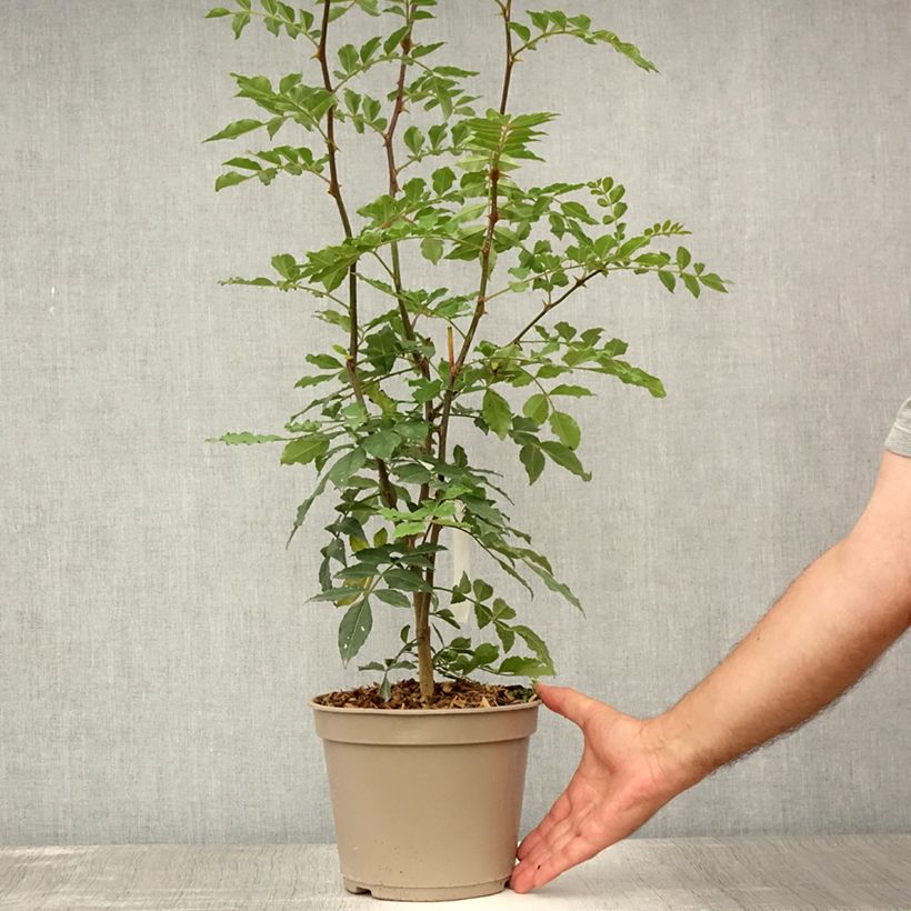 Amostra de Zanthoxylum simulans Vaso de 2 L/3 L tal como entregue no verão