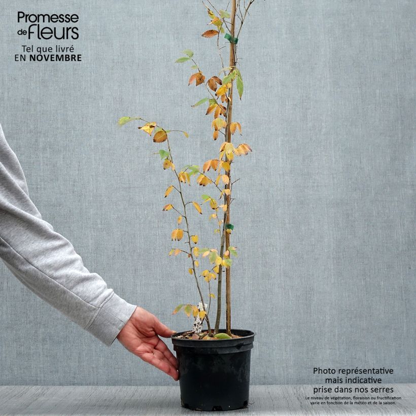 Amostra de Zelkova serrata Vaso de 3 L/4 L tal como entregue no outono