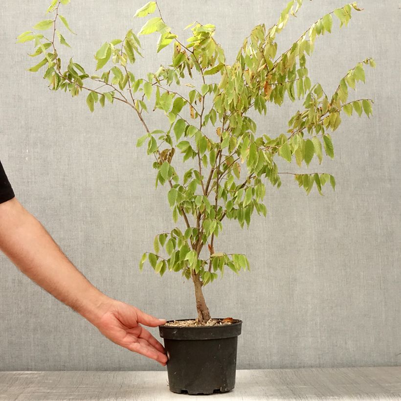 Amostra de Zelkova serrata Vaso de 3 L/4 L tal como entregue no verão