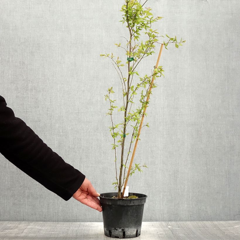 Amostra de Zelkova serrata Vaso de 3 L/4 L tal como entregue na primavera