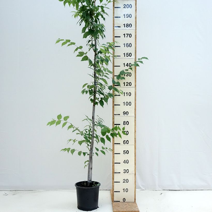 Amostra de Zelkova serrata Vaso de 7,5 L/10 L tal como entregue no verão