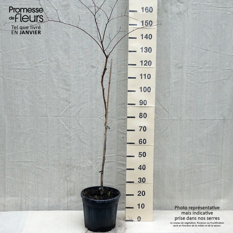 Amostra de Zelkova serrata Variegata - Zelkova du Japon panaché Vaso de 7,5 L/10 L tal como entregue no inverno