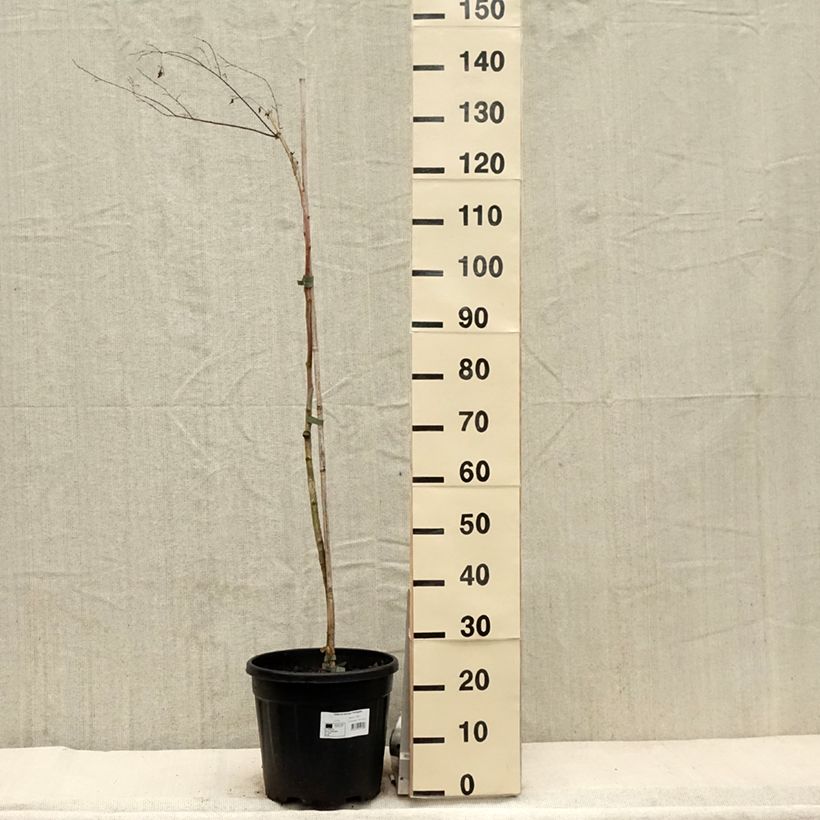 Amostra de Zelkova serrata Variegata Vaso de 7,5 L/10 L tal como entregue na primavera