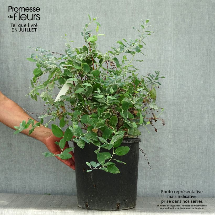 Amostra de Zenobia pulverulenta Blue Sky Vaso de 12 L/15 L tal como entregue no verão