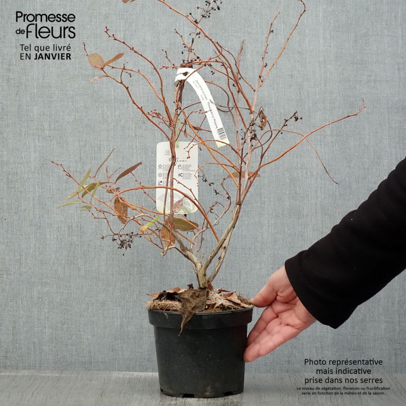 Amostra de Zenobia pulverulenta Raspberry Ripple - Muguet en arbre Vaso de 2 L/3 L tal como entregue no inverno