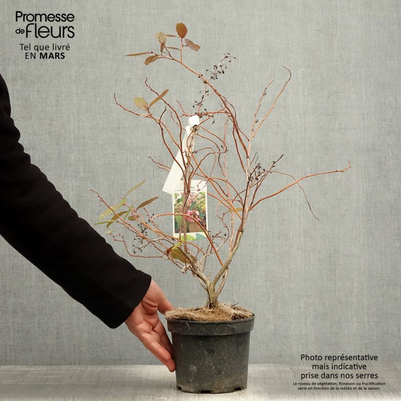 Amostra de Zenobia pulverulenta Raspberry Ripple Vaso de 2 L/3 L tal como entregue na primavera