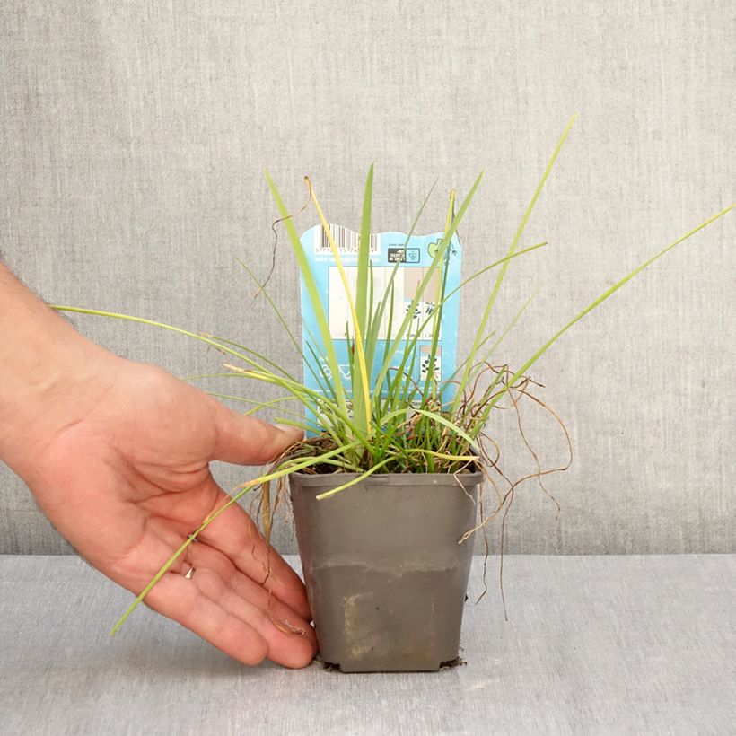 Amostra de Zephyranthes candida Vaso de 8/9 cm Calibre I tal como entregue no outono