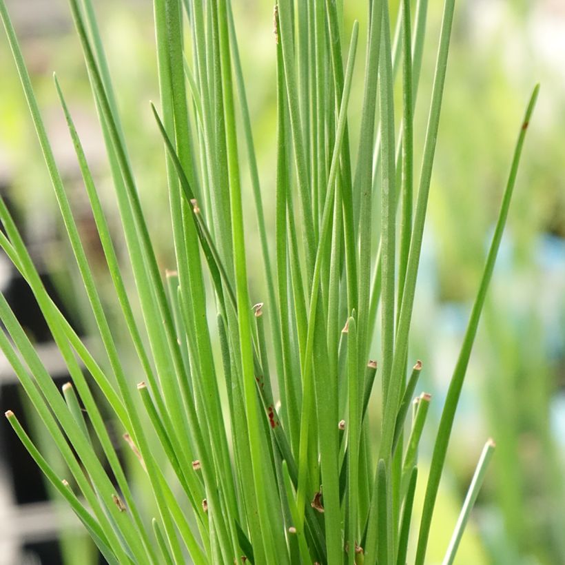 Zephyranthes candida (Folhagem)