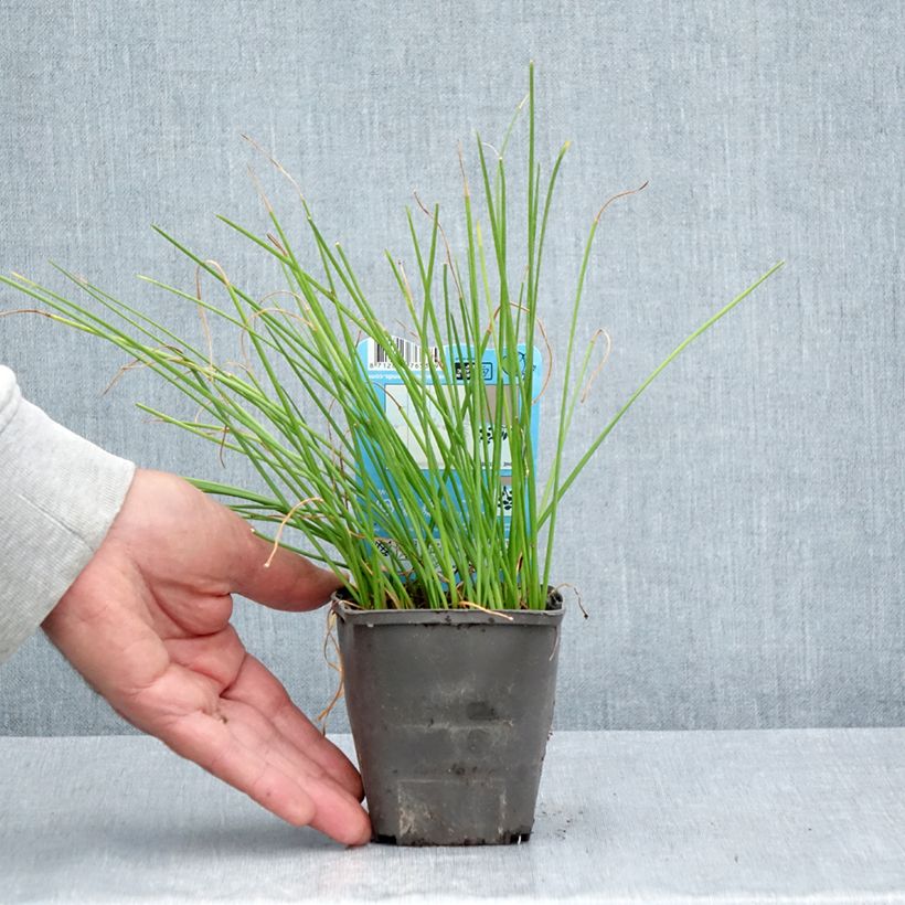 Amostra de Zephyranthes candida Vaso de 8/9 cm Calibre I tal como entregue no verão