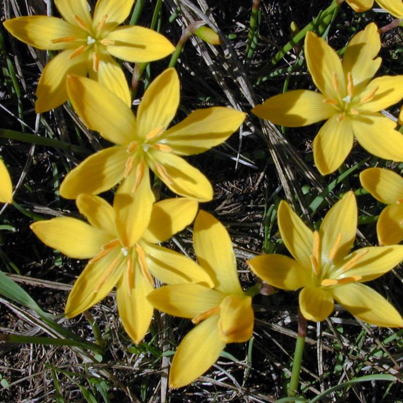 Zephyranthes citrina (Floração)