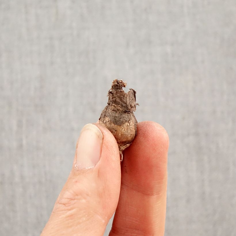 Amostra de Zephyranthes citrina Bulbo Calibre I tal como entregue na primavera