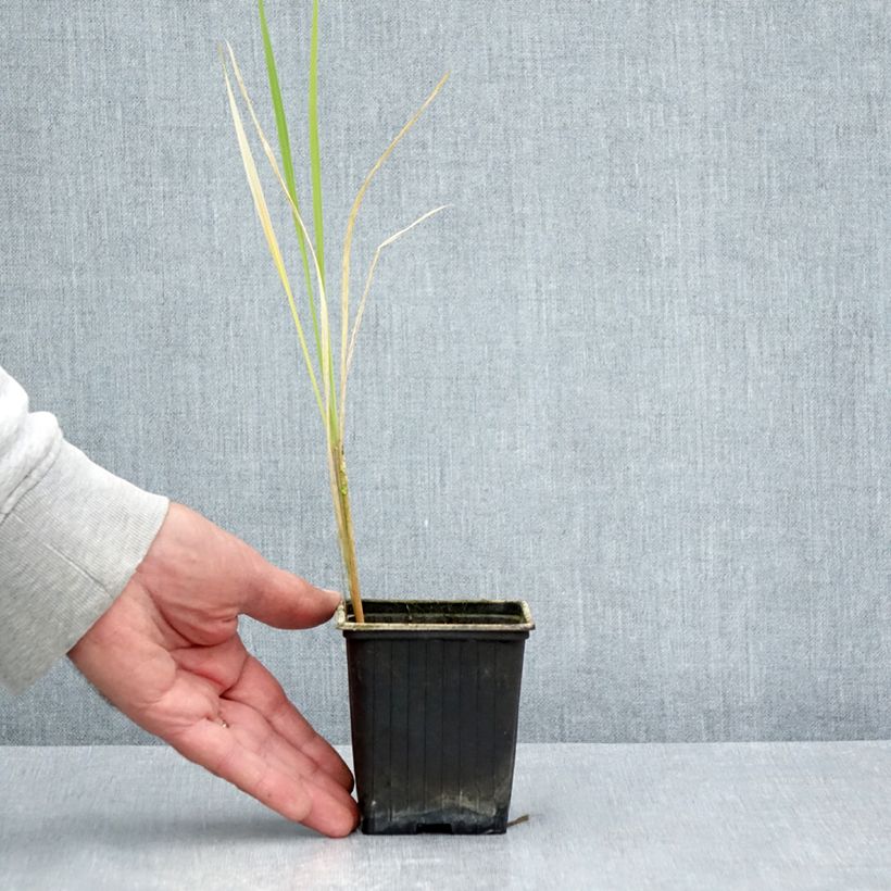 Amostra de Zizania latifolia Vaso de 8/9 cm tal como entregue no verão