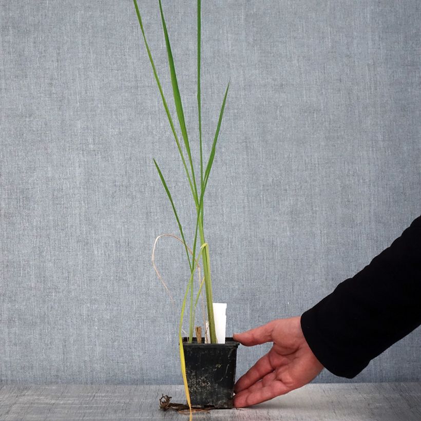 Amostra de Zizania latifolia - Riz sauvage de Mandchourie Godet de 8/9 cm tal como entregue na primavera