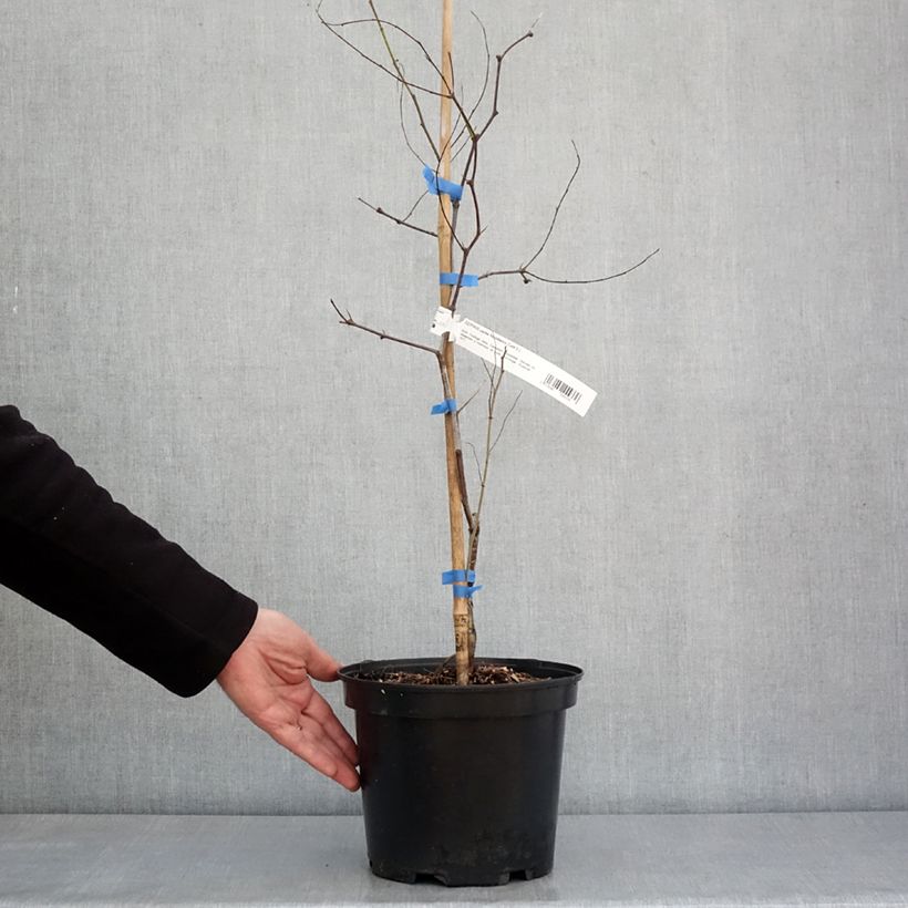 Amostra de Ziziphus jujuba Abundance - Jujubier Pot de 3L/4L tal como entregue no inverno