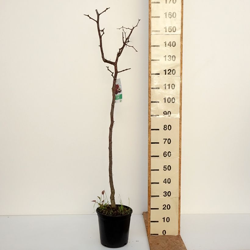 Amostra de Ziziphus jujuba Vaso de 12 L/15 L tal como entregue no outono