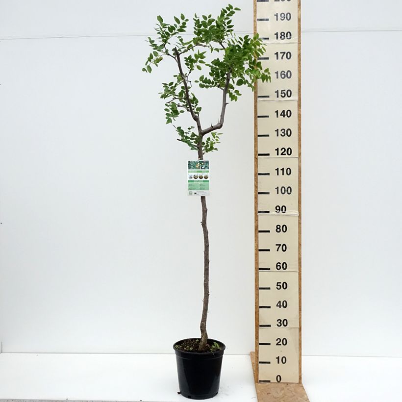Amostra de Ziziphus jujuba Vaso de 12 L/15 L tal como entregue no verão