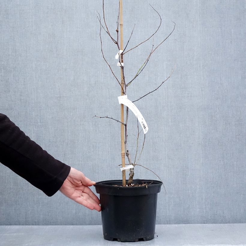 Amostra de Jujuba / Tâmara chinesa Li - Árvore de Jujuba de Fruto Grande Vaso de 2 L/3 L, Arbusto tal como entregue na primavera