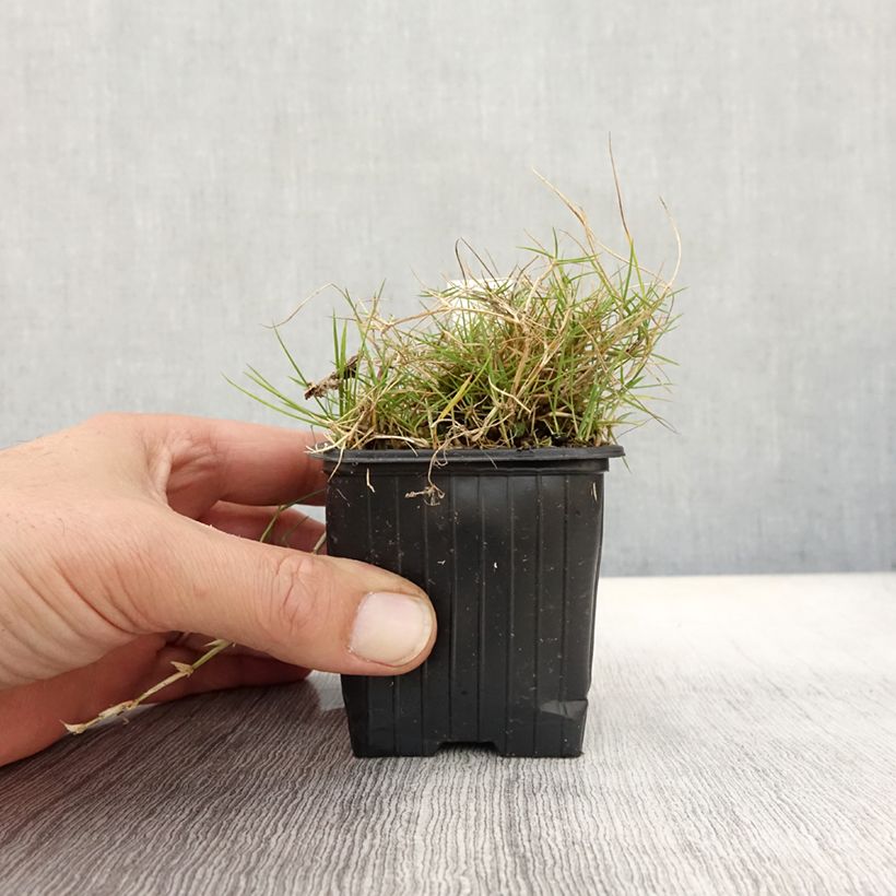 Amostra de Zoysia tenuifolia Vaso de 8/9 cm tal como entregue no outono