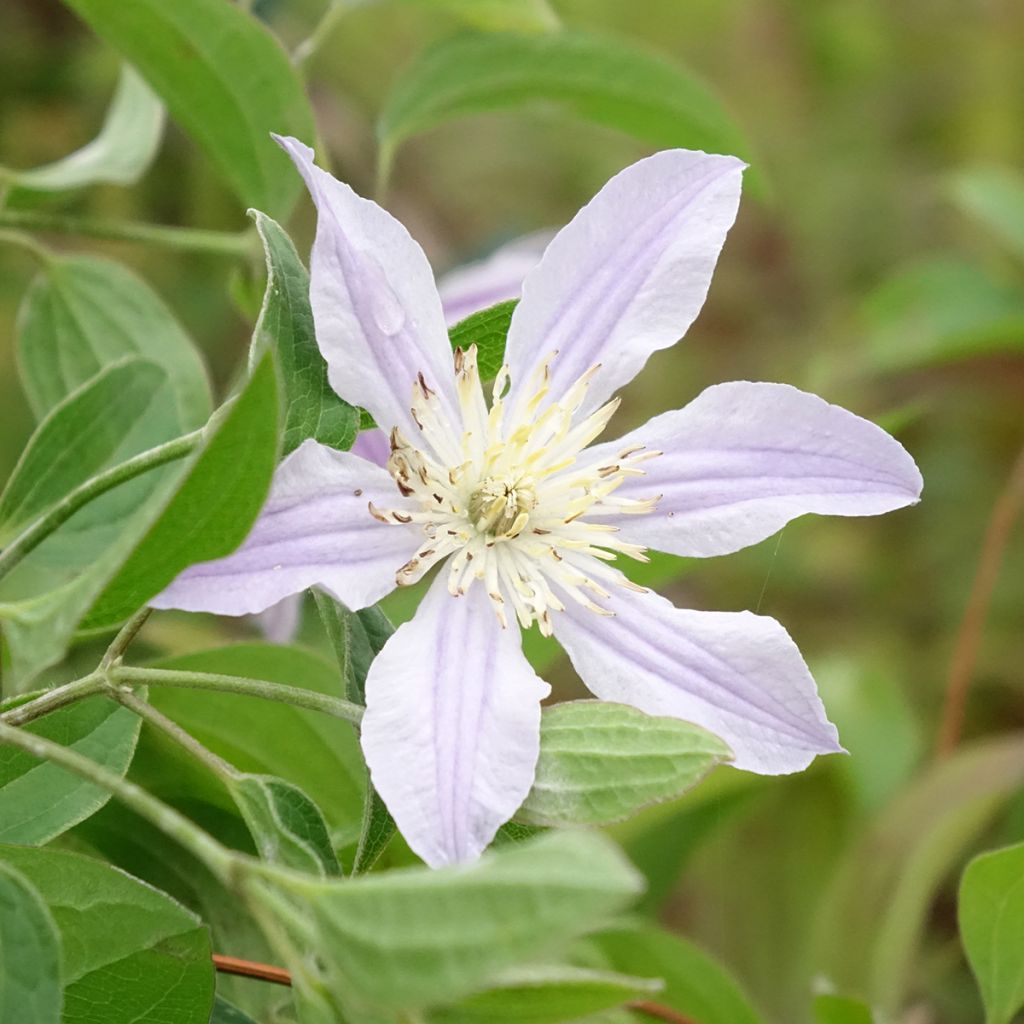 Clematis Clematis River Star