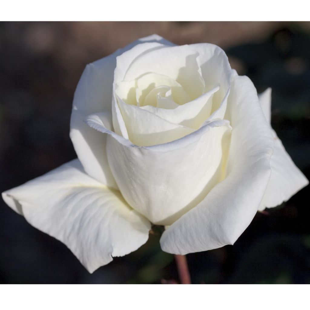 Roseira de flor grande Metropolitan