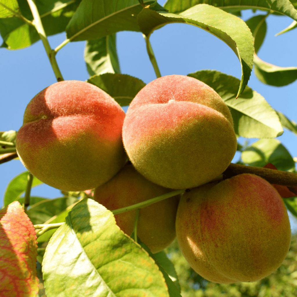 Nectarineira Nectarose - Prunus persica nucipersica
