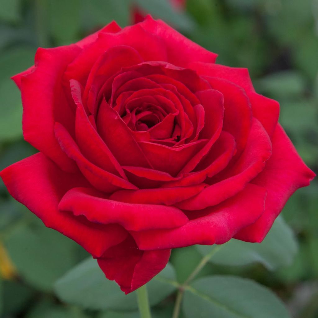 Roseira de flor grande Jubilé Papa Meilland