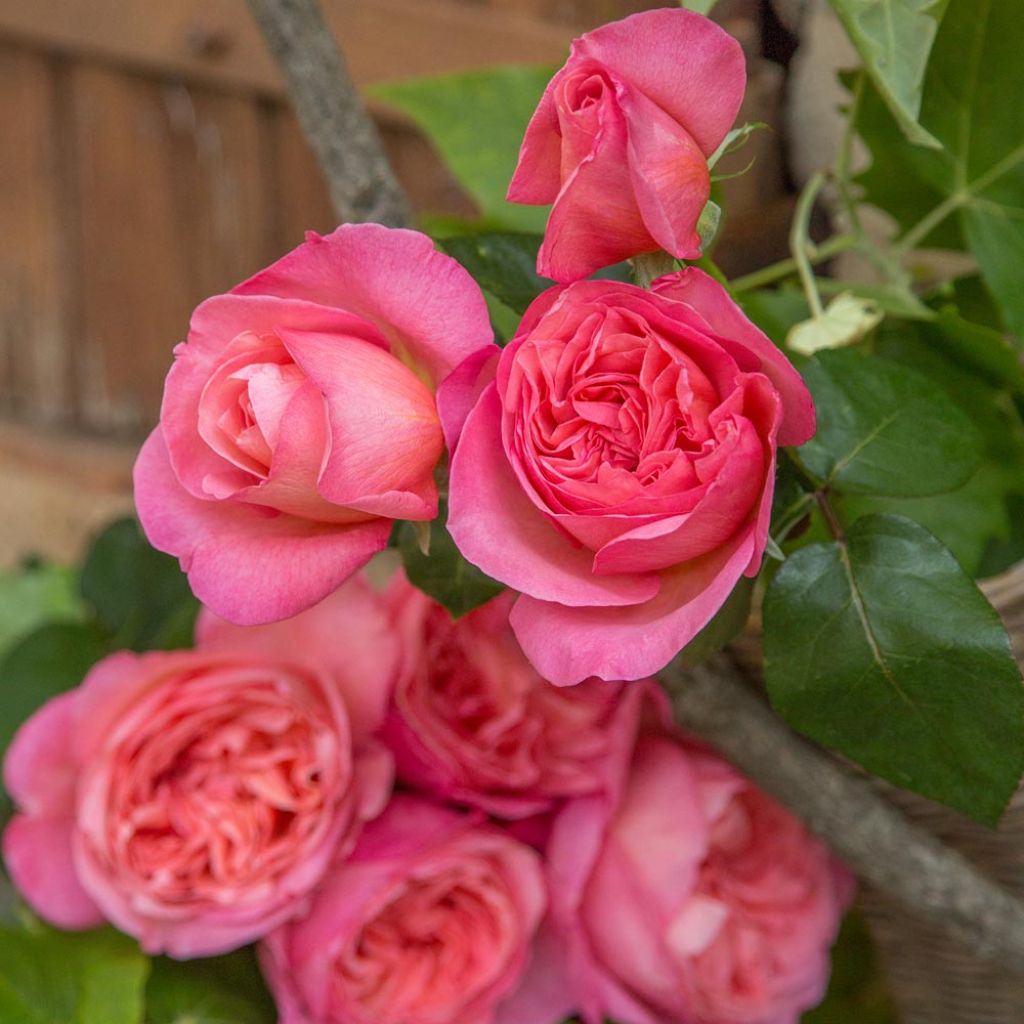 Roseira de flor grande Sweet Mademoiselle