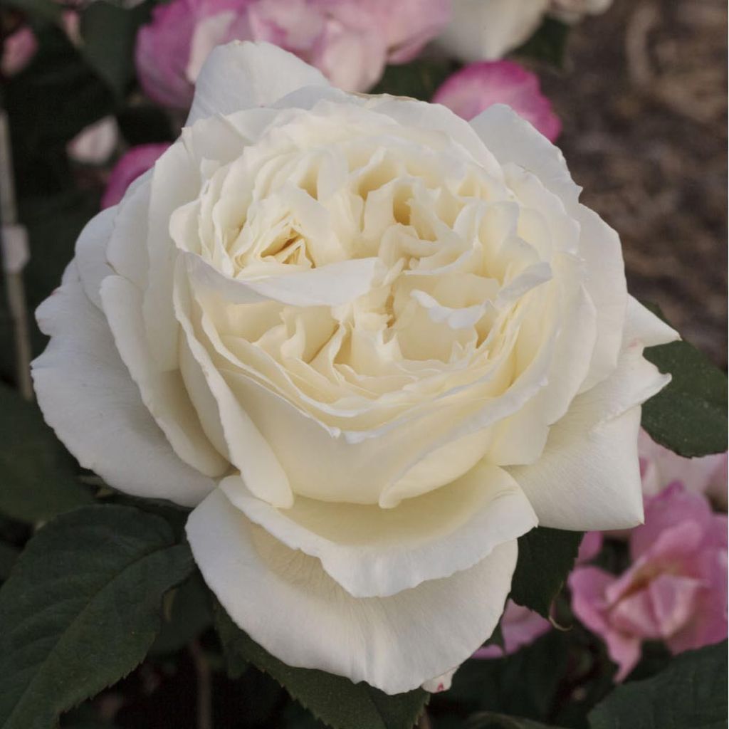 Roseira de flor grande Jeanne Moreau