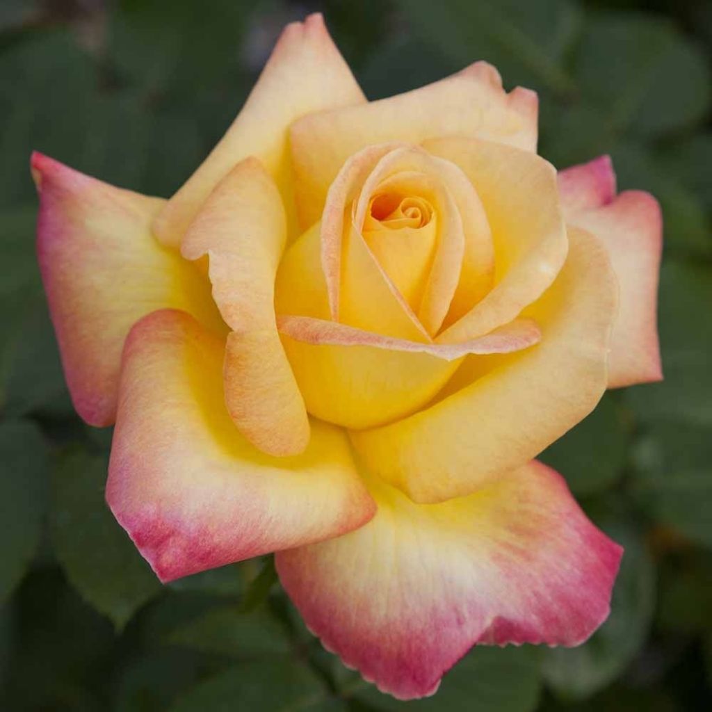 Roseira trepadeira Oriental Peace