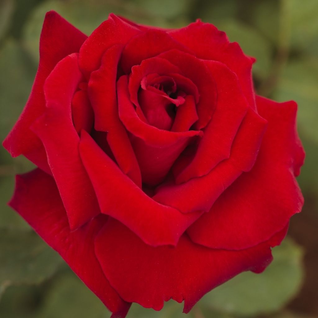 Roseira de flor grande Marcel Pagnol