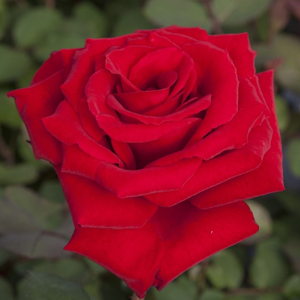 Roseira de flor grande Marcel Pagnol