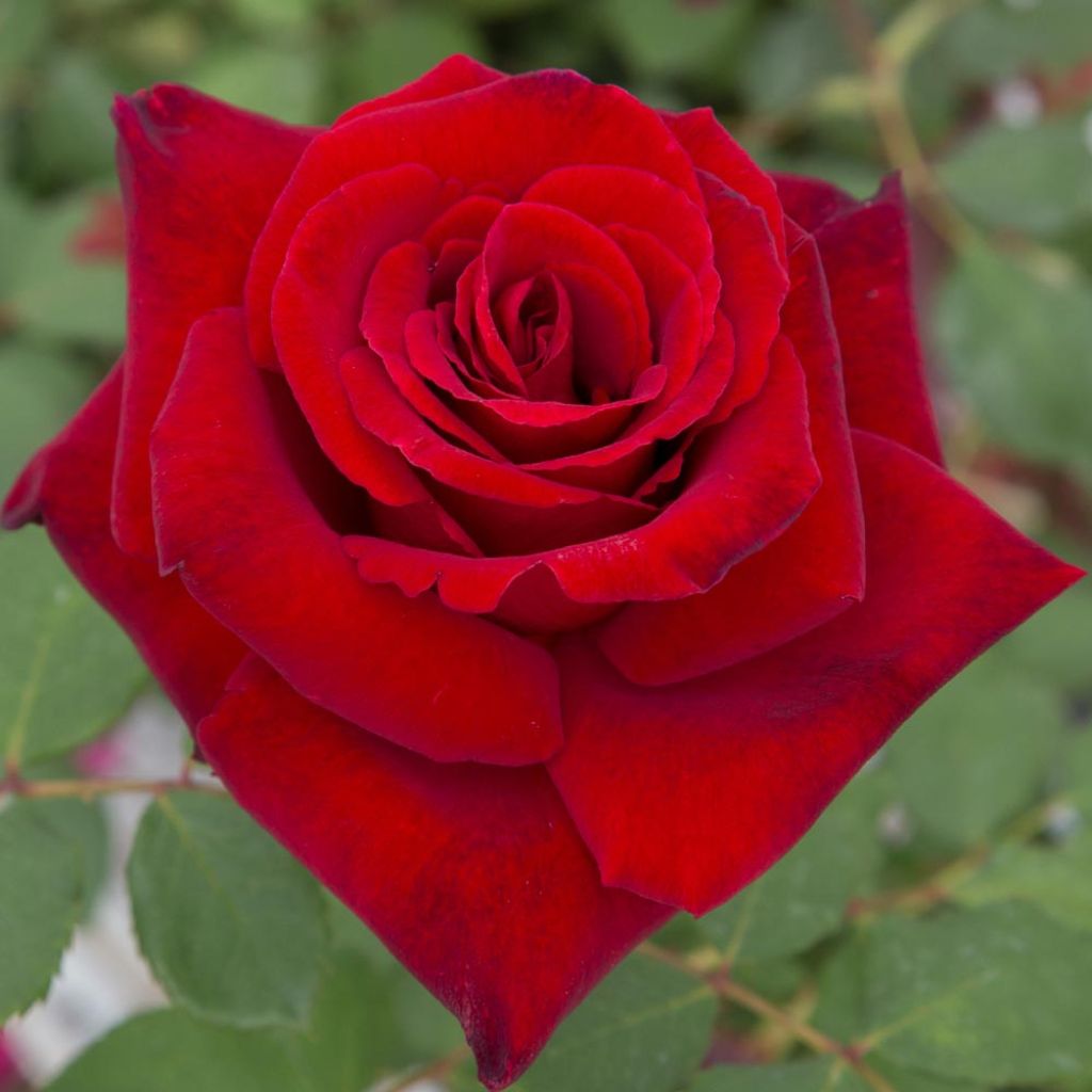 Roseira de flor grande Marcel Pagnol