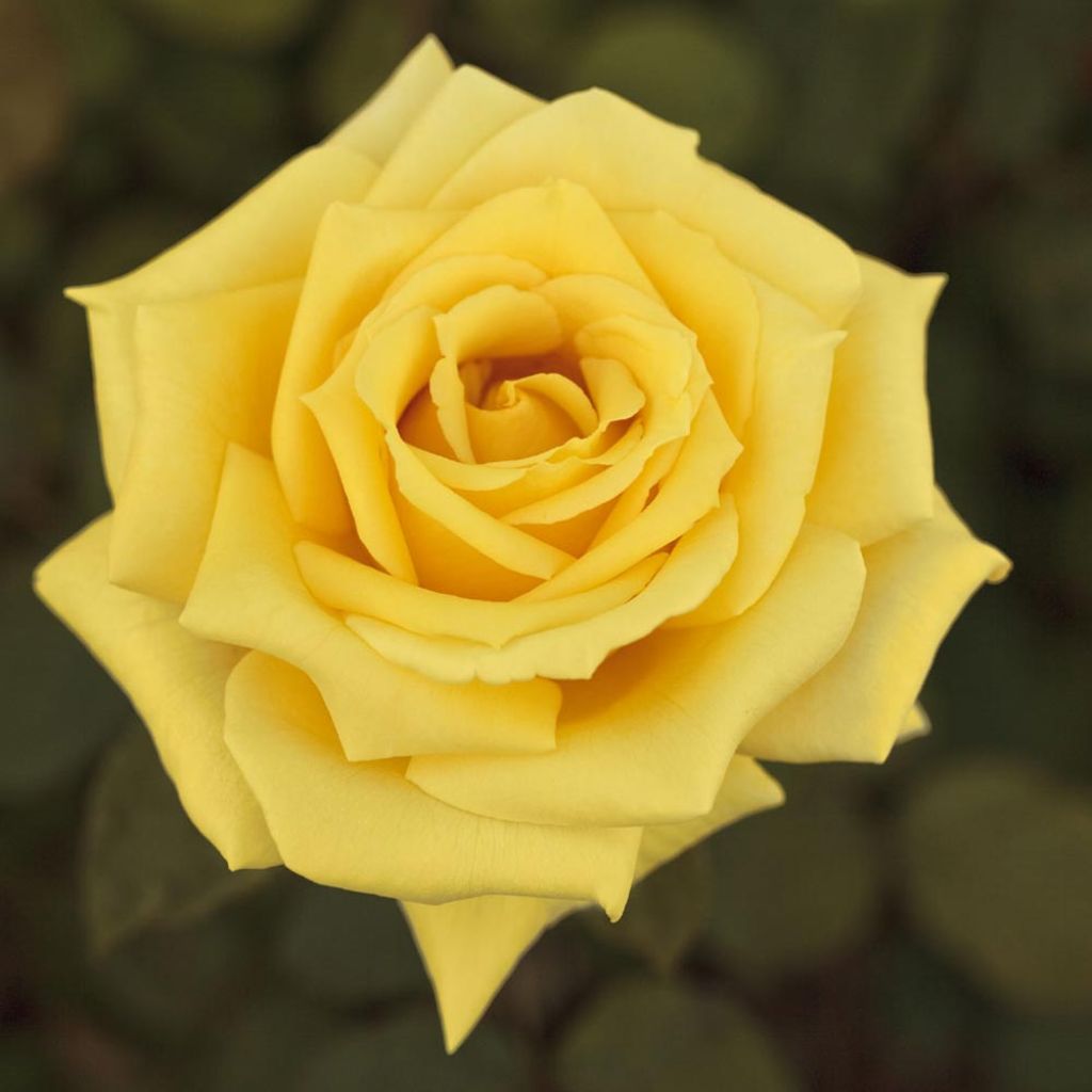 Roseira de flor grande Golden Perfumella