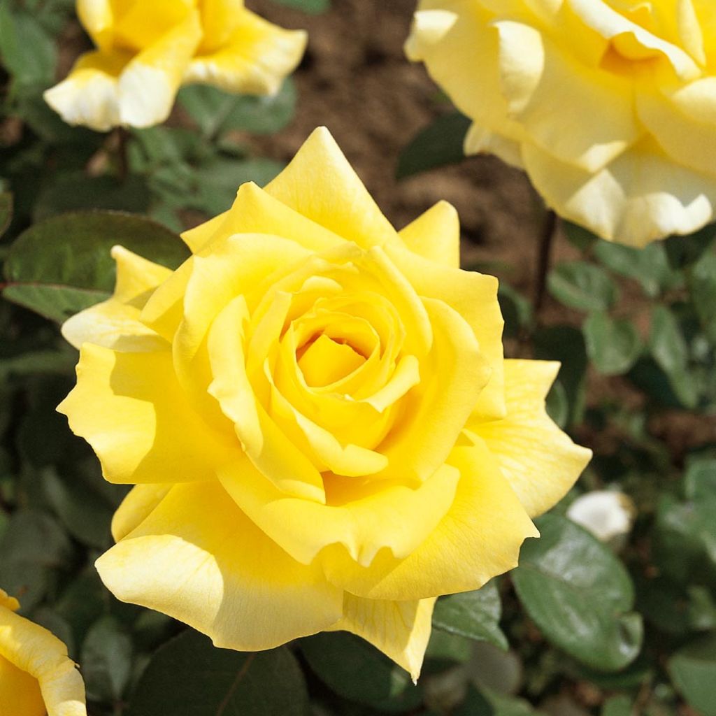 Roseira de flor grande Golden Perfumella