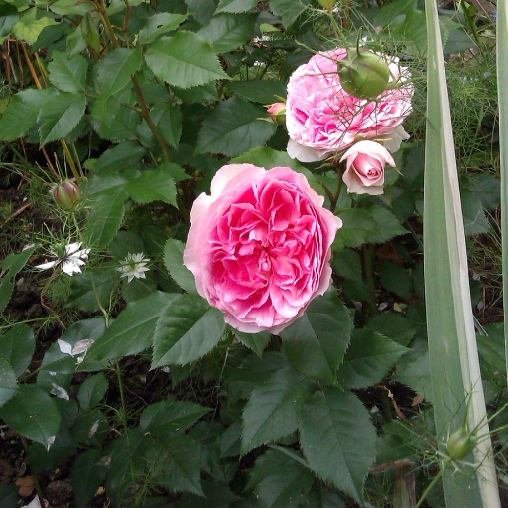 Roseira floribunda Sophia Romantica