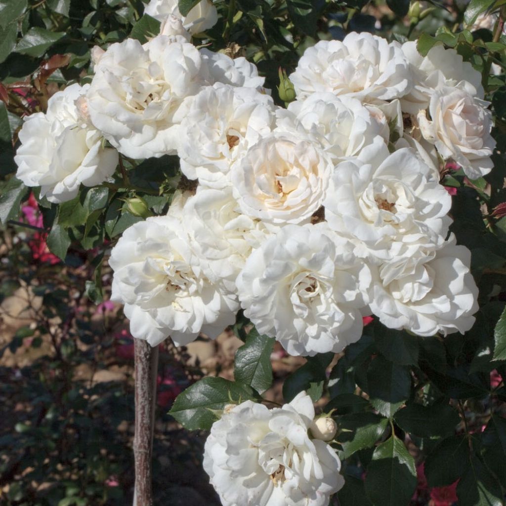 Roseira floribunda Carte Blanche