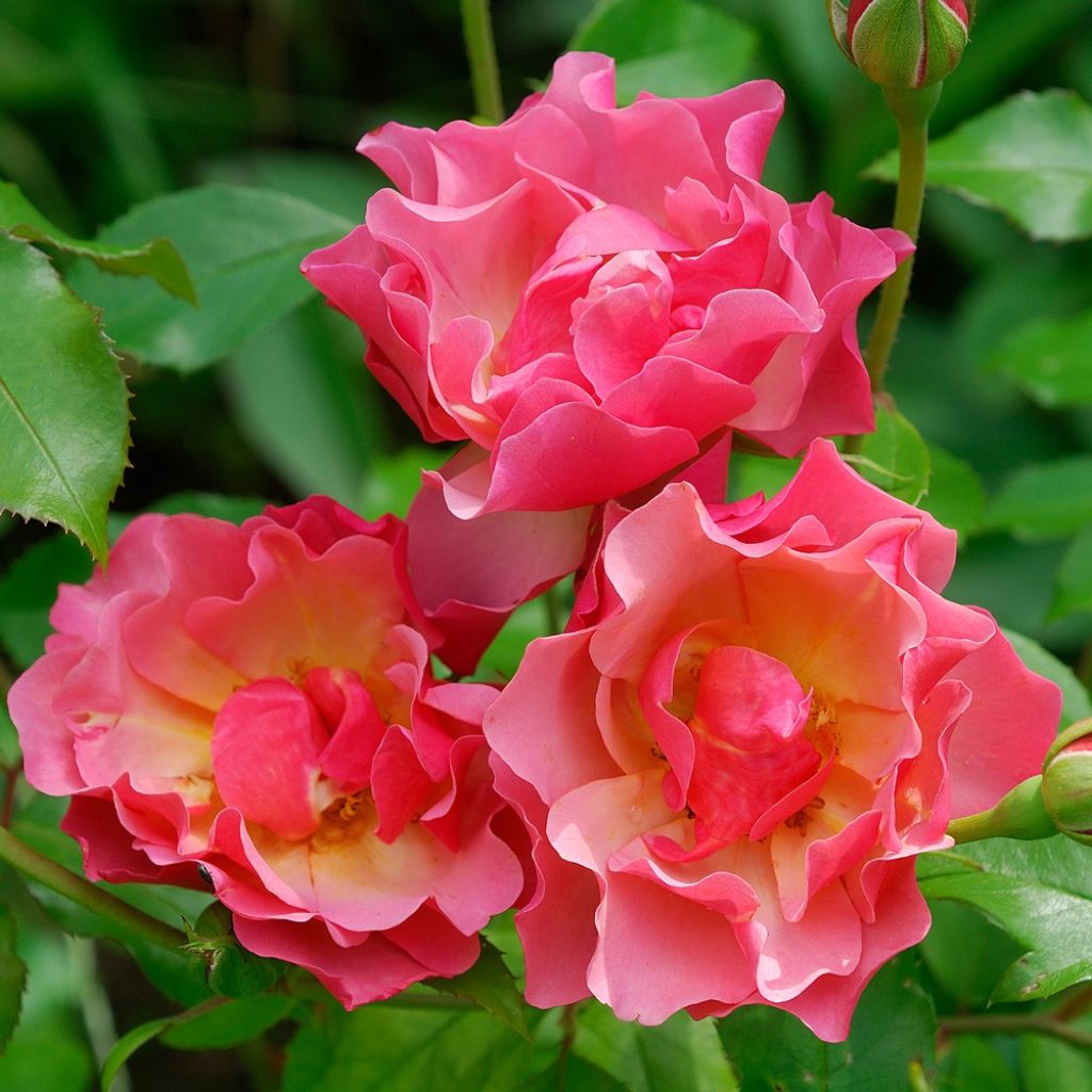 Roseira floribunda Jean Cocteau