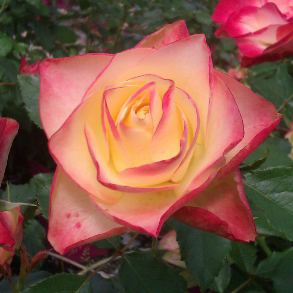 Roseira floribunda Origami