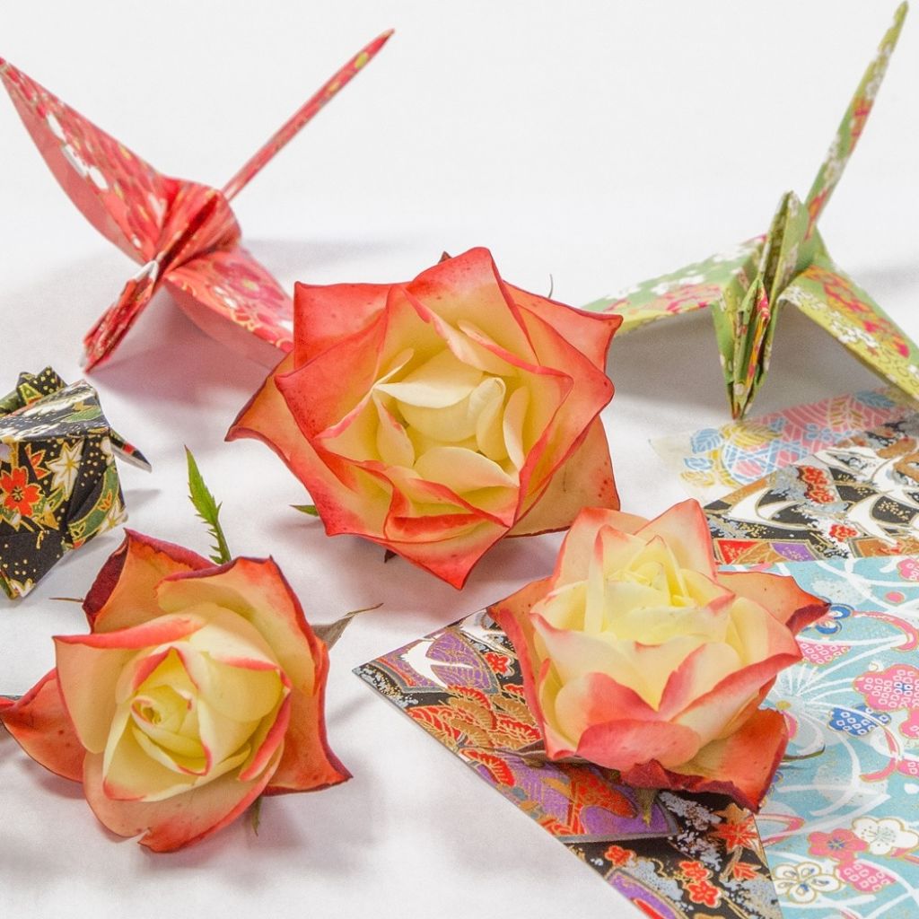 Roseira floribunda Origami
